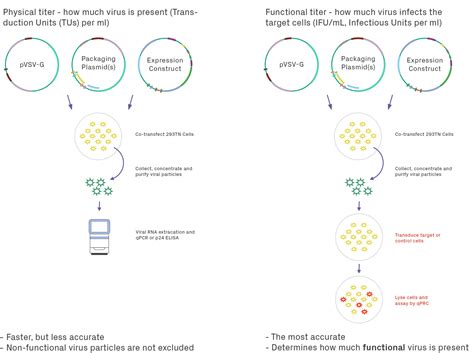 lentivirus cell line workflow